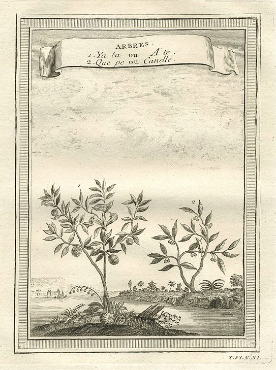 China, plants, 1760