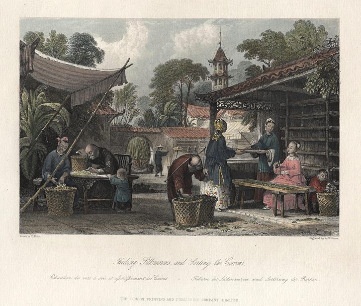 China, Silk - feeding Silkworms and Sorting Cocoons, 1858