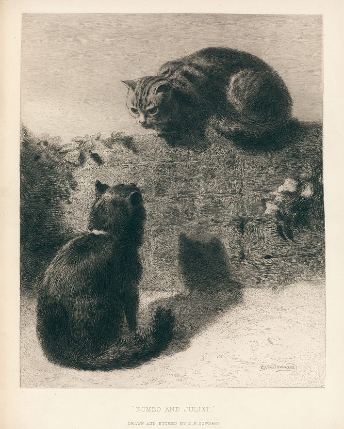 Romeo and Juliet (cats), etching by Ebenezer Newman Downard, 1883