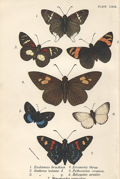 Various butterflies, 1897