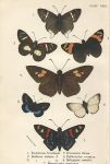 Various butterflies, 1897