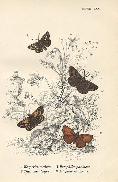 Various butterflies, 1897