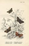 Various butterflies, 1897