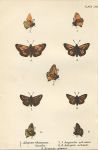 Various butterflies, 1897