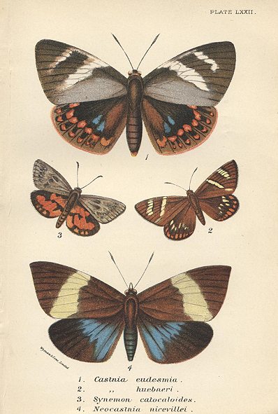 Various butterflies, 1897