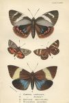 Various butterflies, 1897