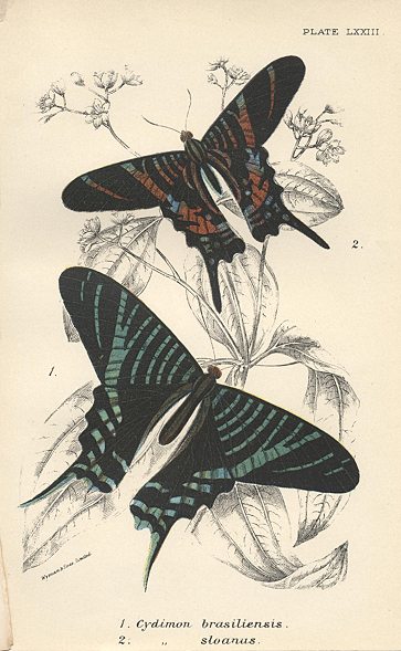 Various butterflies, 1897