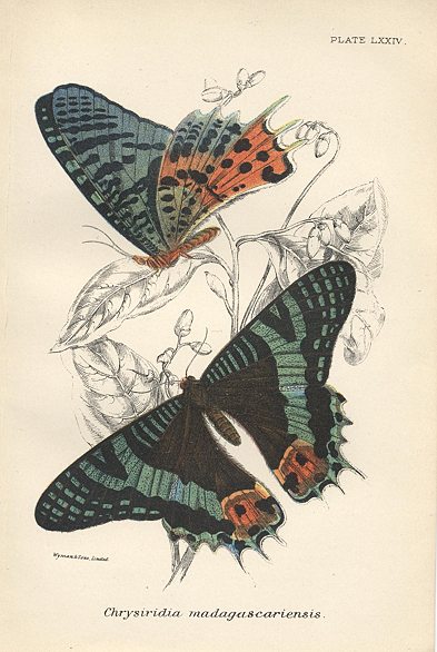 Butterfly, Chrysiridia madagascariensis, 1897