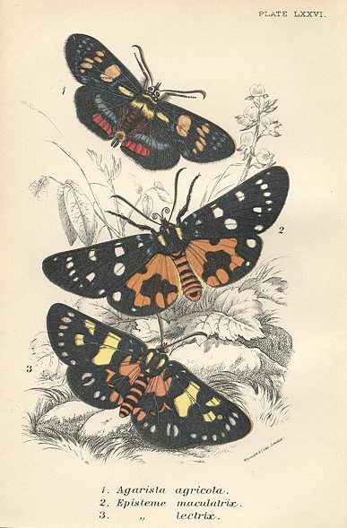 Various butterflies, 1897