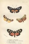 Various butterflies, 1897