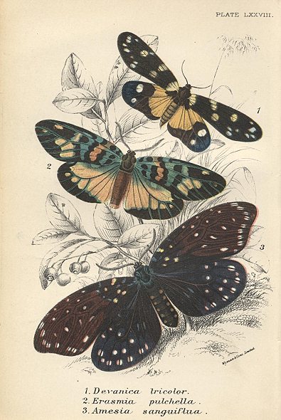 Various butterflies, 1897