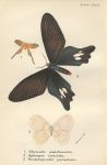 Various butterflies, 1897