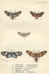 Various butterflies, 1897