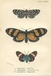 Various butterflies, 1897