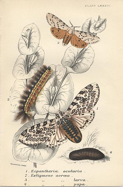 Various butterflies, 1897