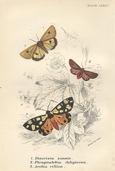 Various butterflies, 1897