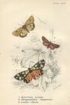 Various butterflies, 1897