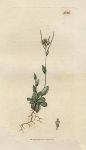 Alpine Tower-Mustard (Turritis alpina), Sowerby, 1807