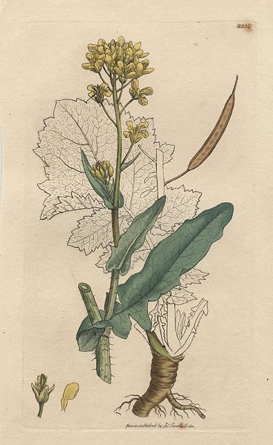 Field Cabbage, or Wild Navew (Brassica campestris), Sowerby, 1811