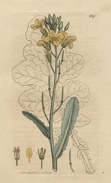 Sea Cabbage (Brassica oleracea), Sowerby, 1799