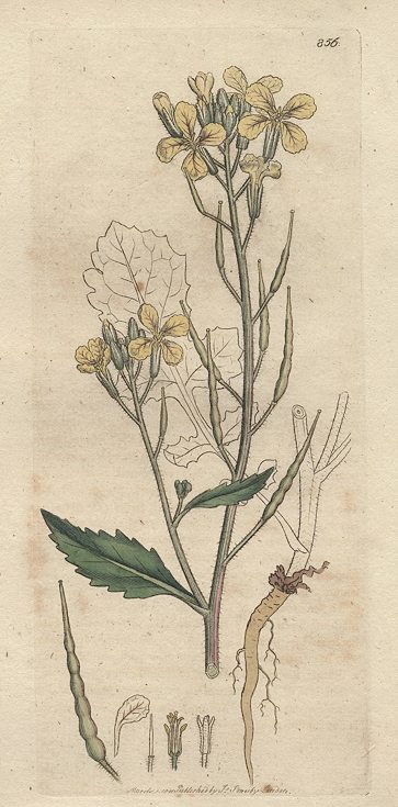 Wild Radish, or Jointed Charlock (Raphanus Raphanistrum), Sowerby, 1801