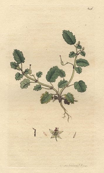 Sea Stork's-bill (Erodium maritimum), Sowerby, 1799