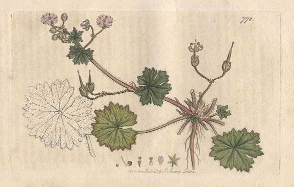 Dove's-foot Cranesbill (Geraneum molle), Sowerby, 1800