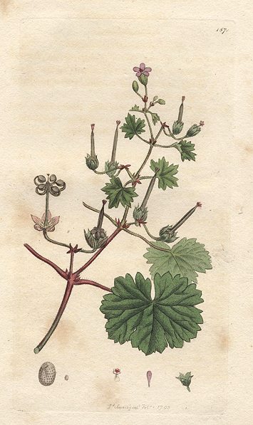 Dove's-foot Cranesbill (Geraneum rotundifolium), Sowerby, 1793