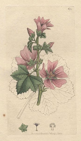 Common Mallow (Althaea sylvestris), Sowerby, 1799