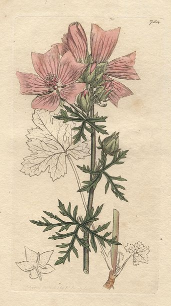 Musk Mallow (Malva moschata), Sowerby, 1800