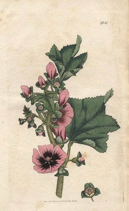 Sea Tree Mallow (Lavatera arborea), Sowerby, 1808