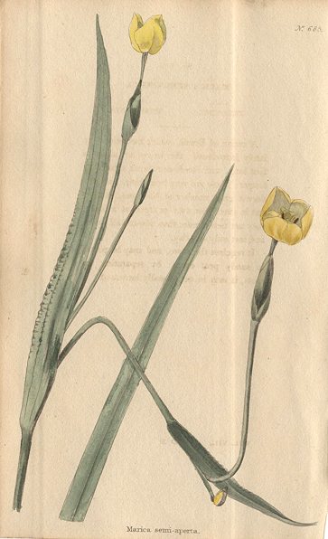 Viola Rupii, 1822