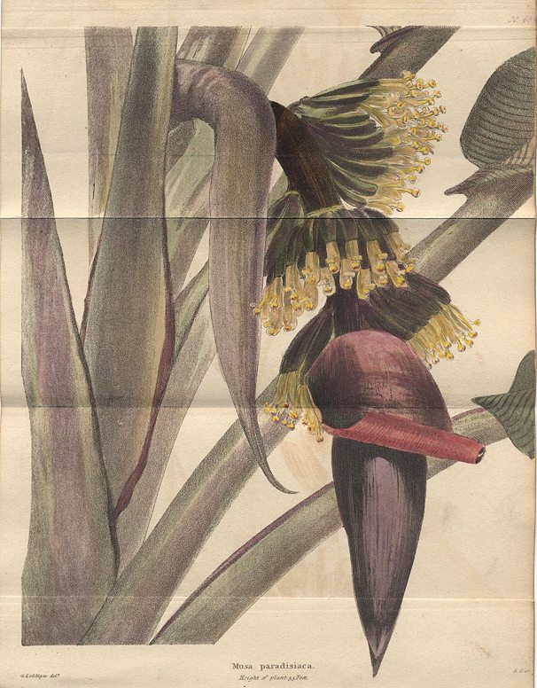 Aitonia Capensis, 1822