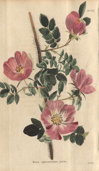 Plumeria Tuberculata, 1822