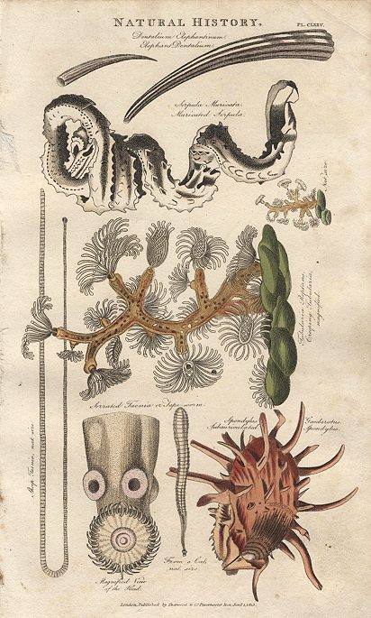 Microscopic life, 1813