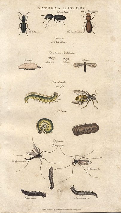 Insects - Various beetles & insects, 1813