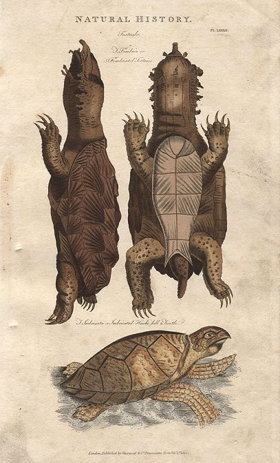 Tortoise & Turtle, 1813