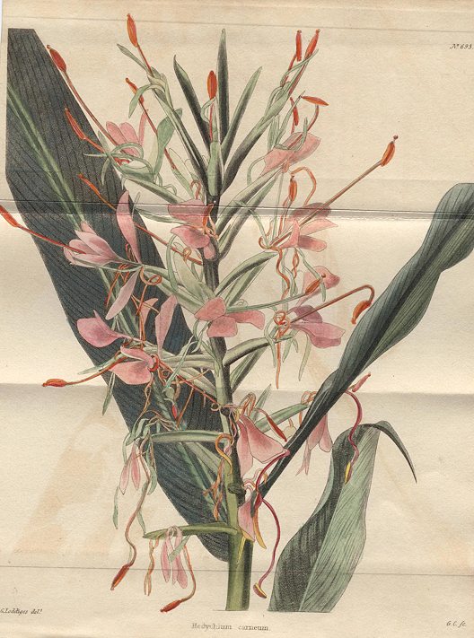 Hedychium carneum, 1822