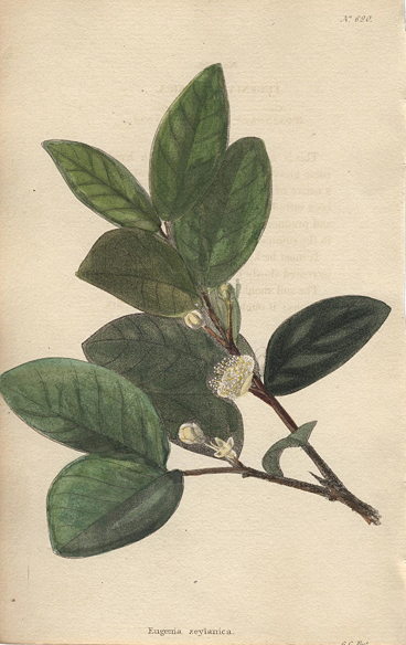 Eugenia zeylanica, 1822