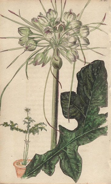 Tacca Pinnatifida, 1822