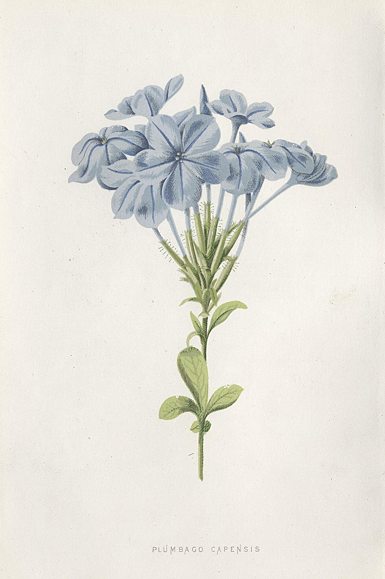 Plumbago Capensis, 1895