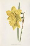 Incomparable Daffodil, 1895