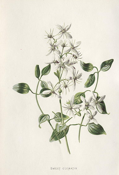 Sweet Clematis, 1895