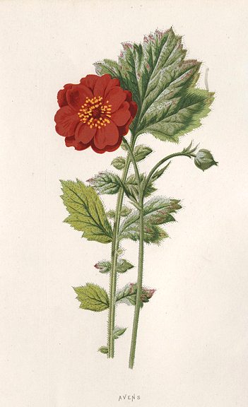 Avens, 1895