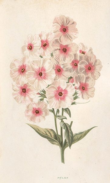 Phlox, 1895