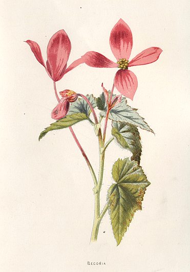 Begonia, 1895