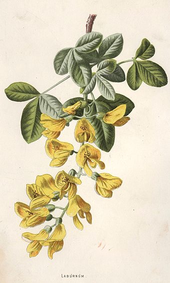 Laburnum, 1895