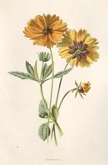 Coreopsis, 1895