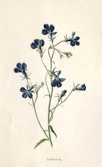 Lobelia, 1895