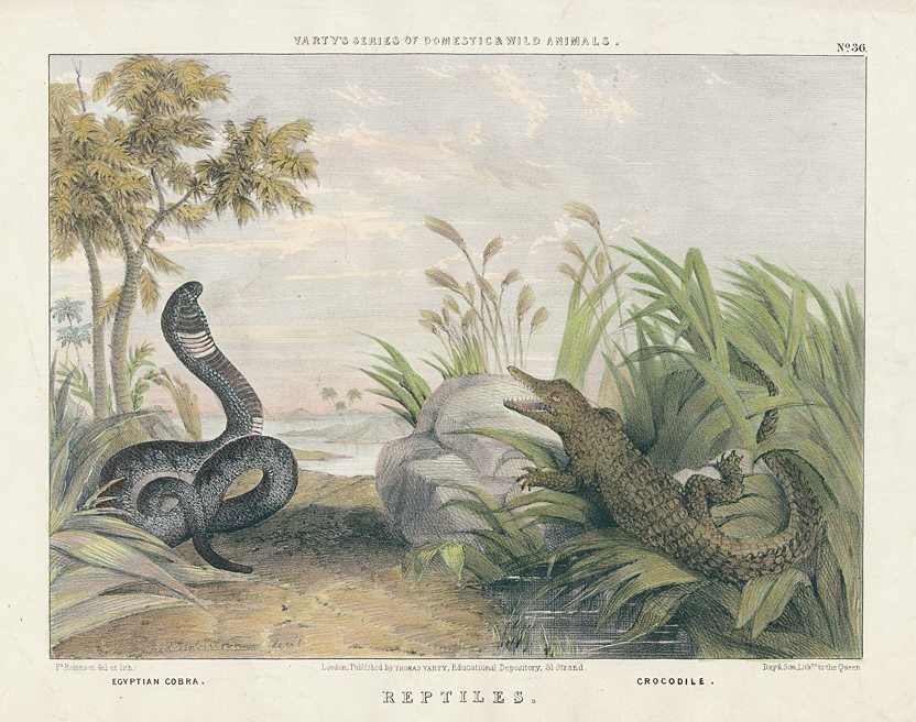 Reptiles, stone lithograph by Frederick Robinson, 1850